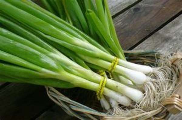 зеленый лук