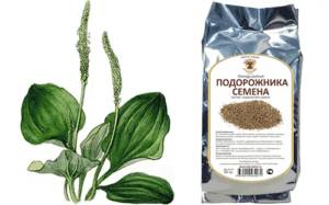 Для улучшения качества спермы применяют отвар из семян подорожника